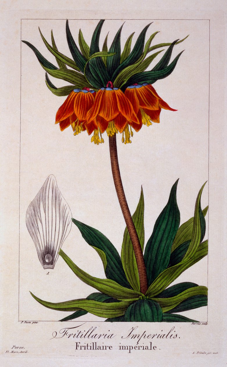 Fritillaria imperialis, 1836 (håndkoloreret gravering) af Pancrace Bessa