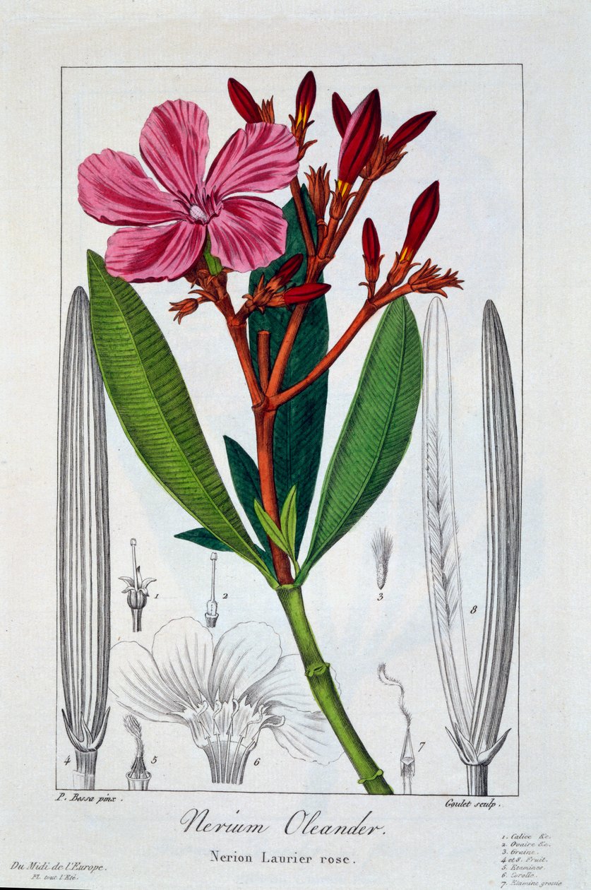 Nerium oleander, 1836 (håndkoloreret gravering) af Pancrace Bessa