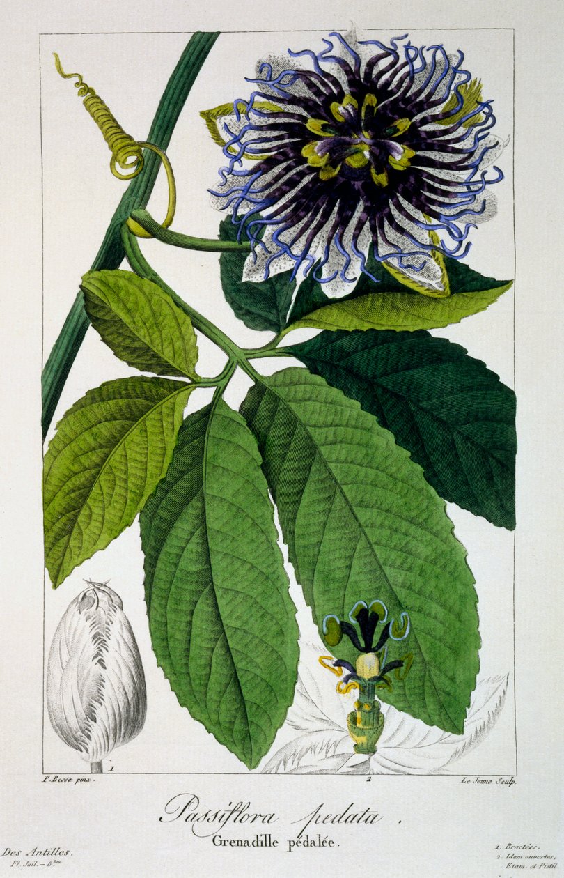 Passiflora pedata, eller Passionsblomst, 1836 (håndfarvet gravering) af Pancrace Bessa