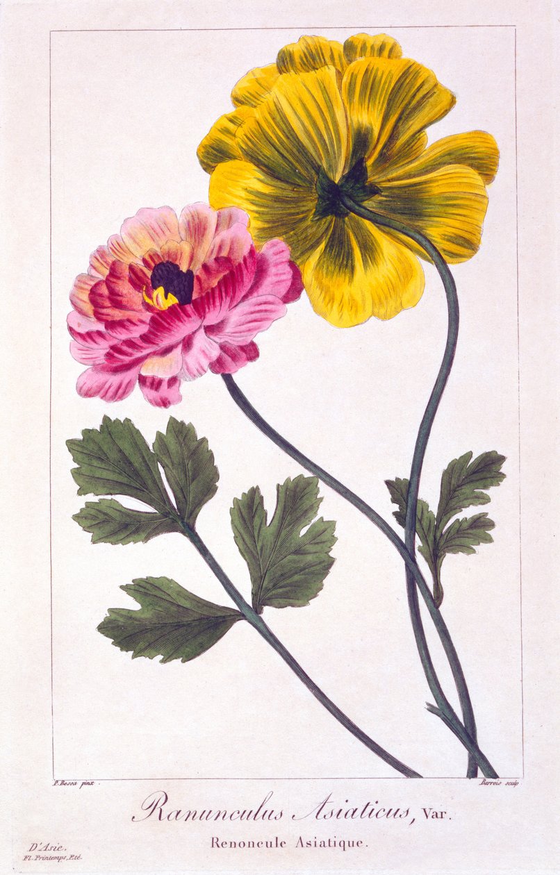 Persisk ranunkel, 1836 (håndfarvet gravering) af Pancrace Bessa