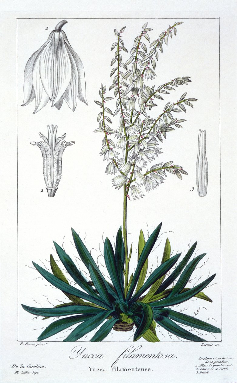 Yucca filamentosa, 1836 (håndfarvet gravering) af Pancrace Bessa