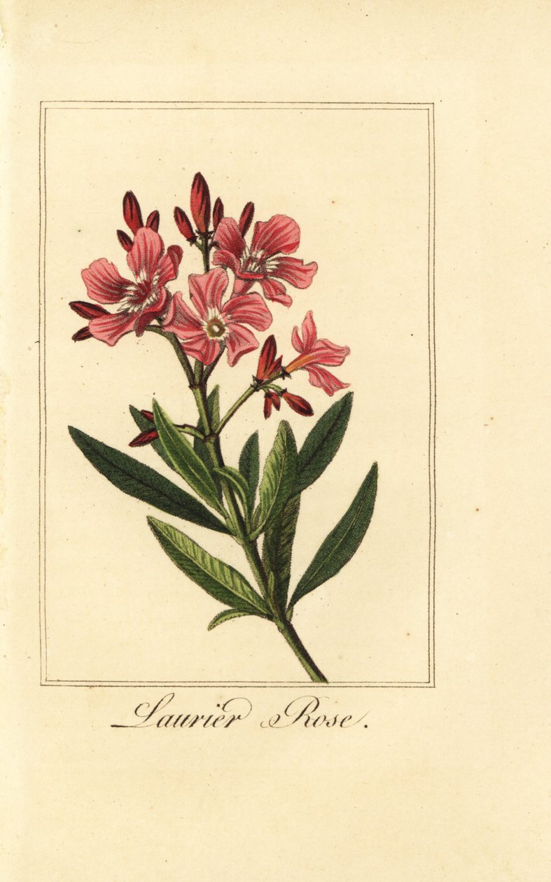Oleander, Laurier rose, Nerium oleander af Pancrace (after) Bessa