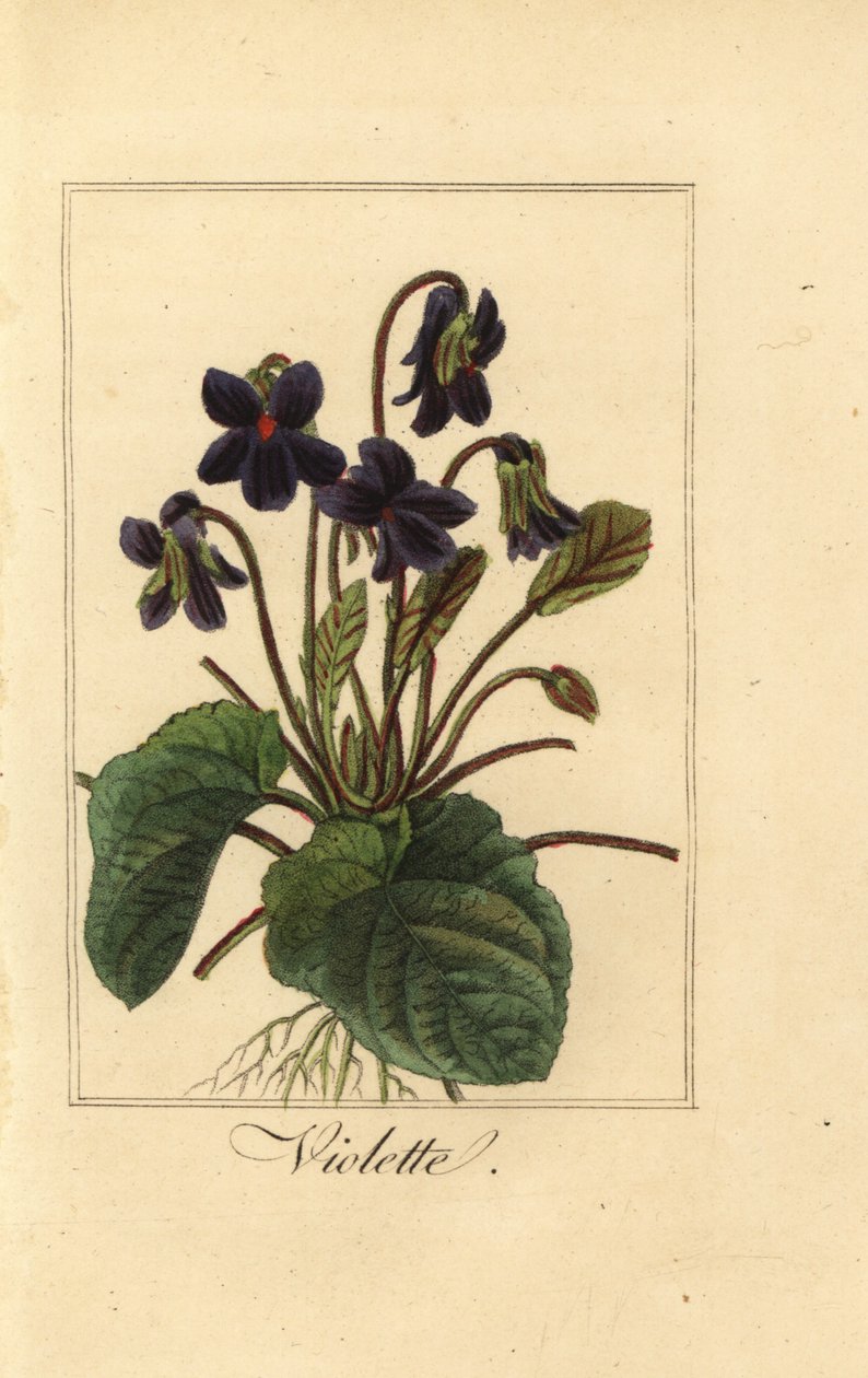 Sød viol, Violette, duftende viol af Pancrace (after) Bessa