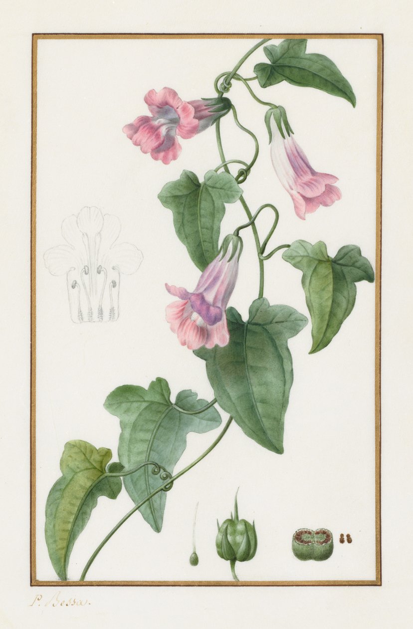 Botanisk: Maurándia semperflorens, 1836. af Pancrace Bessa