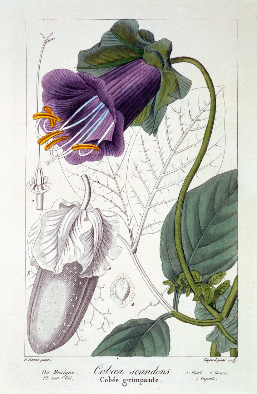 Cobaea scandens, 1836 (håndkoloreret gravering) af Pancrace Bessa
