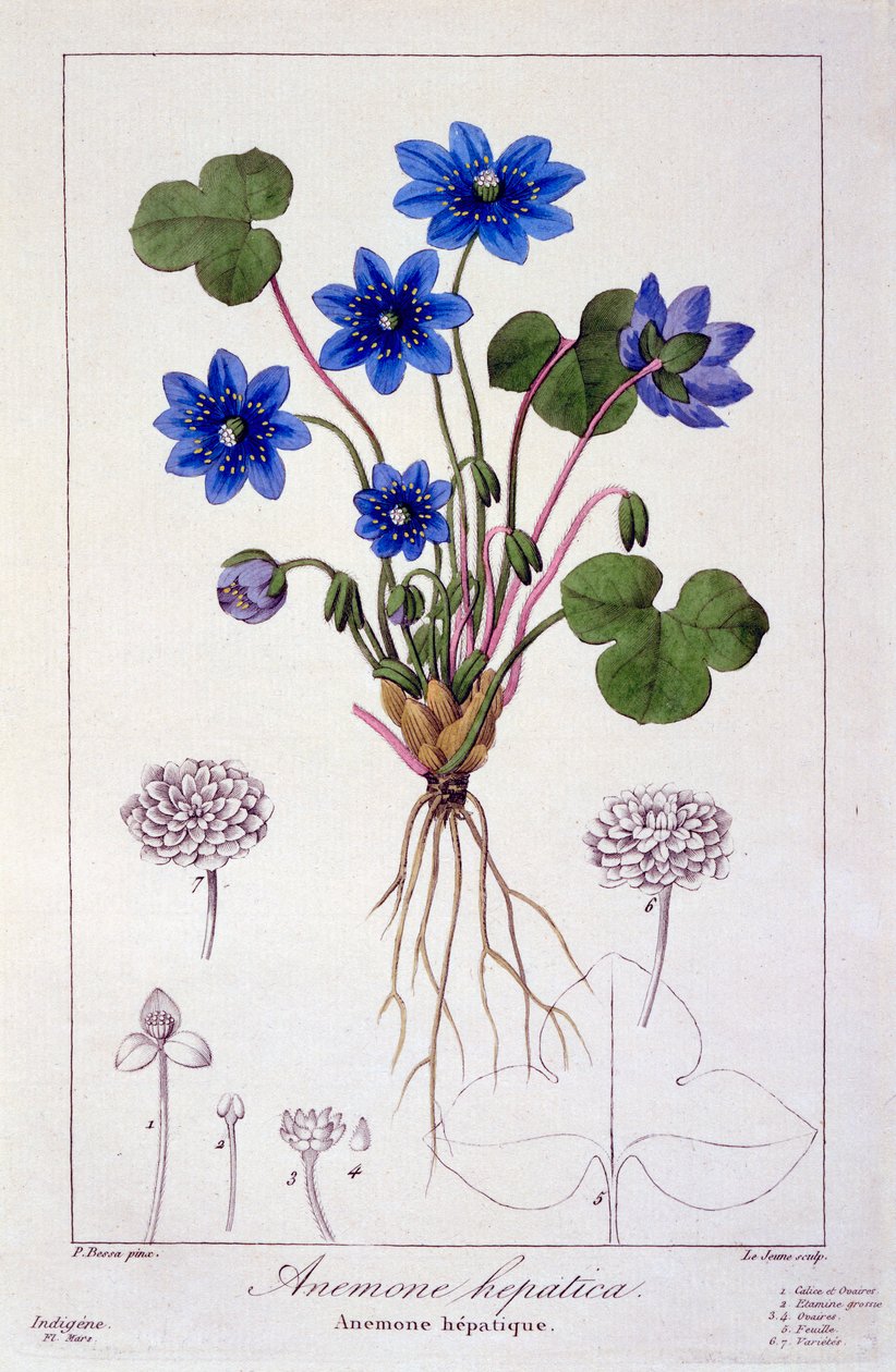 Hepatica nobilis, 1836 (håndkoloreret gravering) af Pancrace Bessa