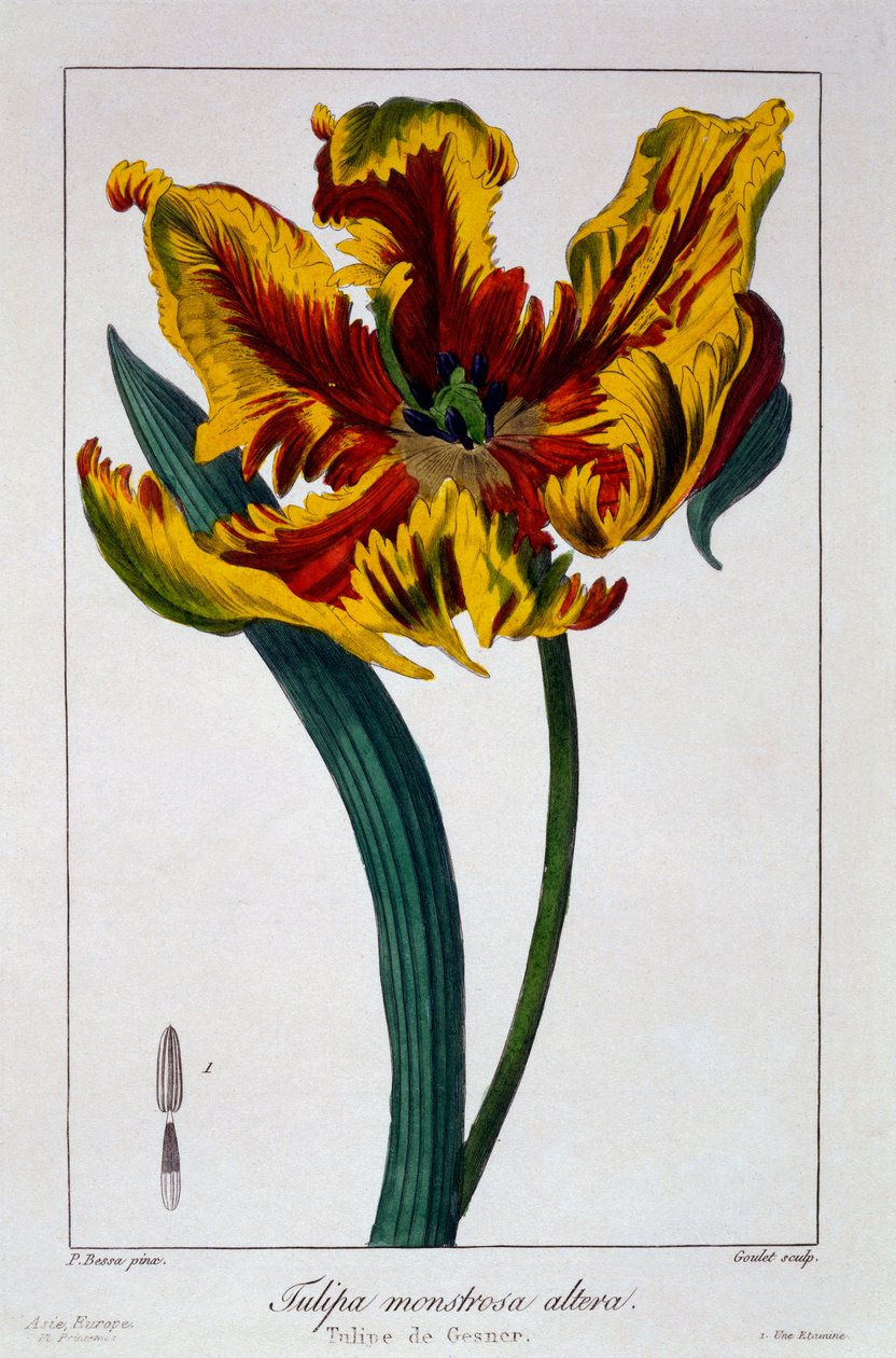 Tulipan 
