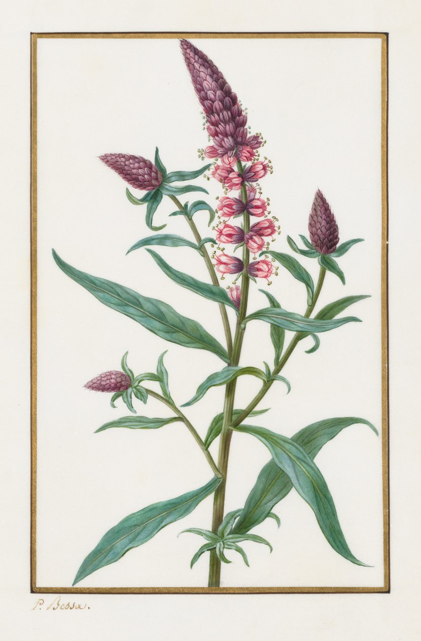 Uden titel, 1828-1835. af Pancrace Bessa