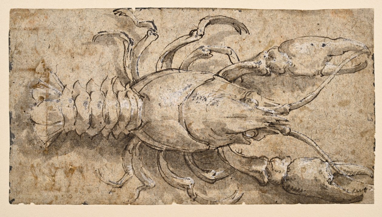 Krebs (recto) af Parmigianino