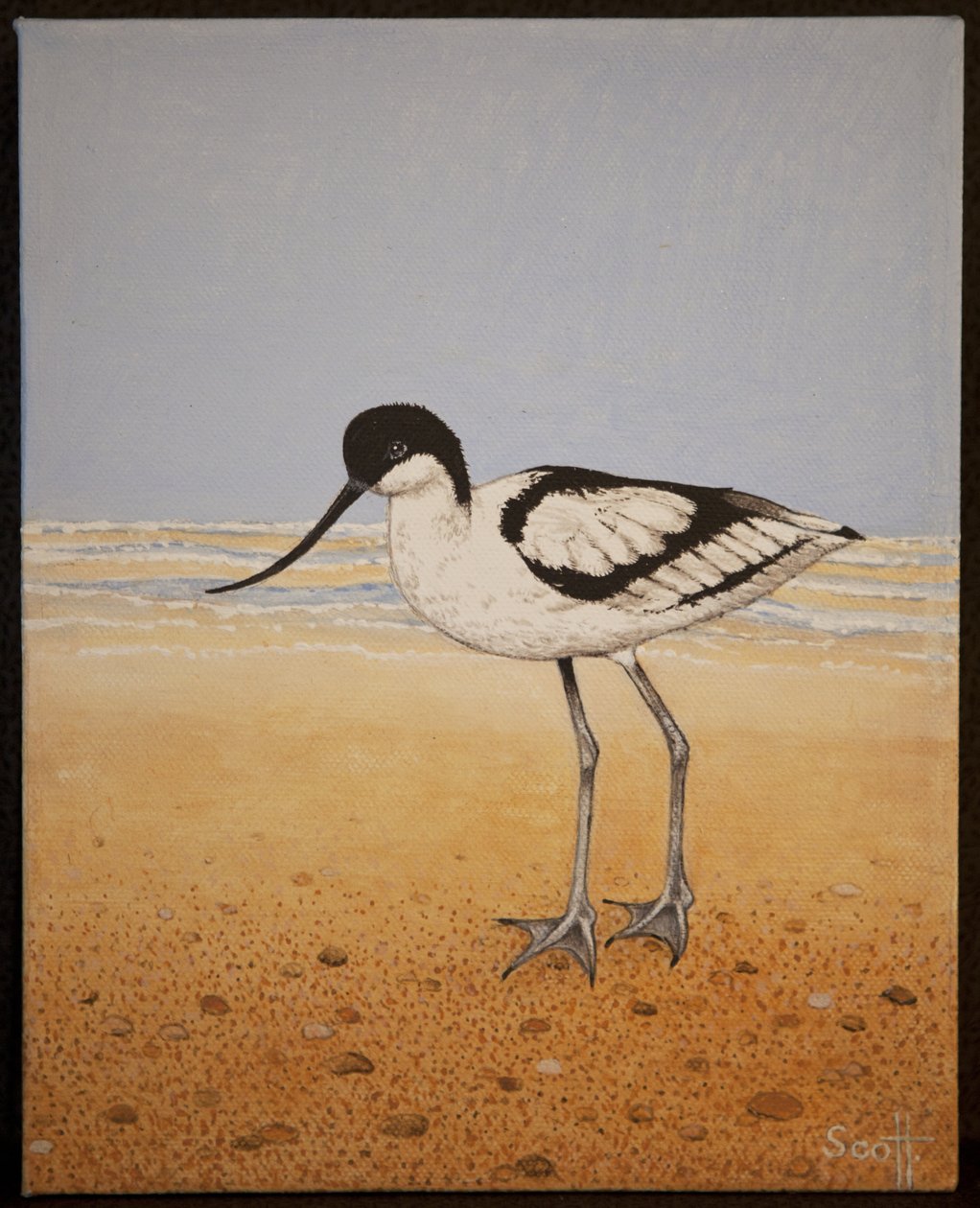 Avocet, 2016 af Pat Scott