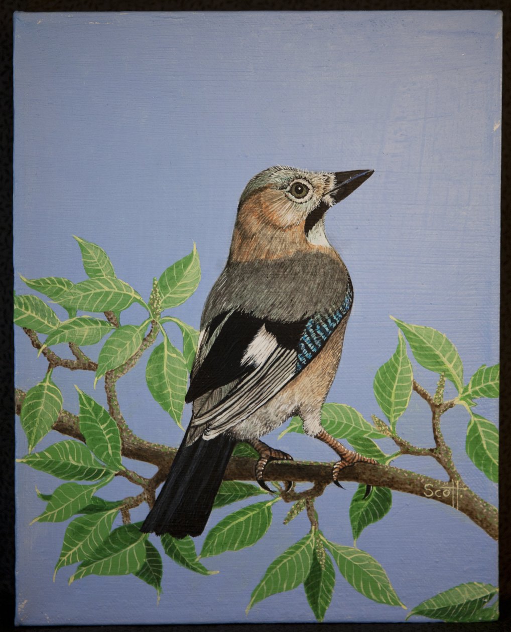 Jay, 2016 af Pat Scott