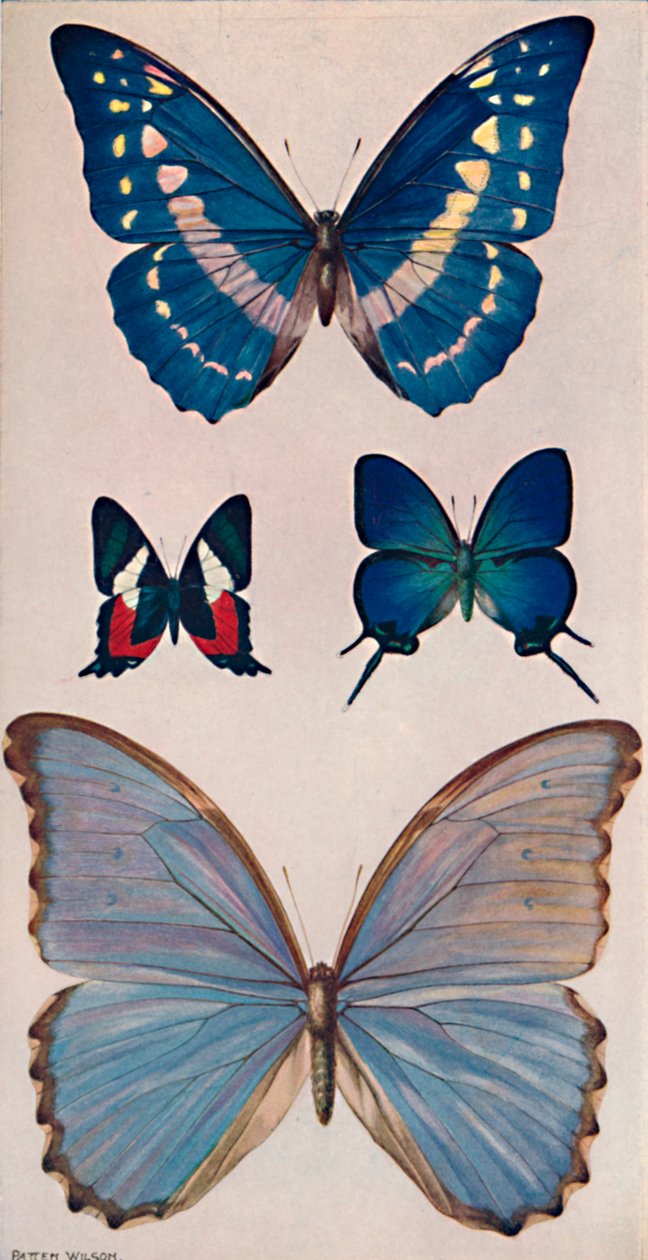 Nogle af Rios sommerfugle, 1914 af Patten Wilson