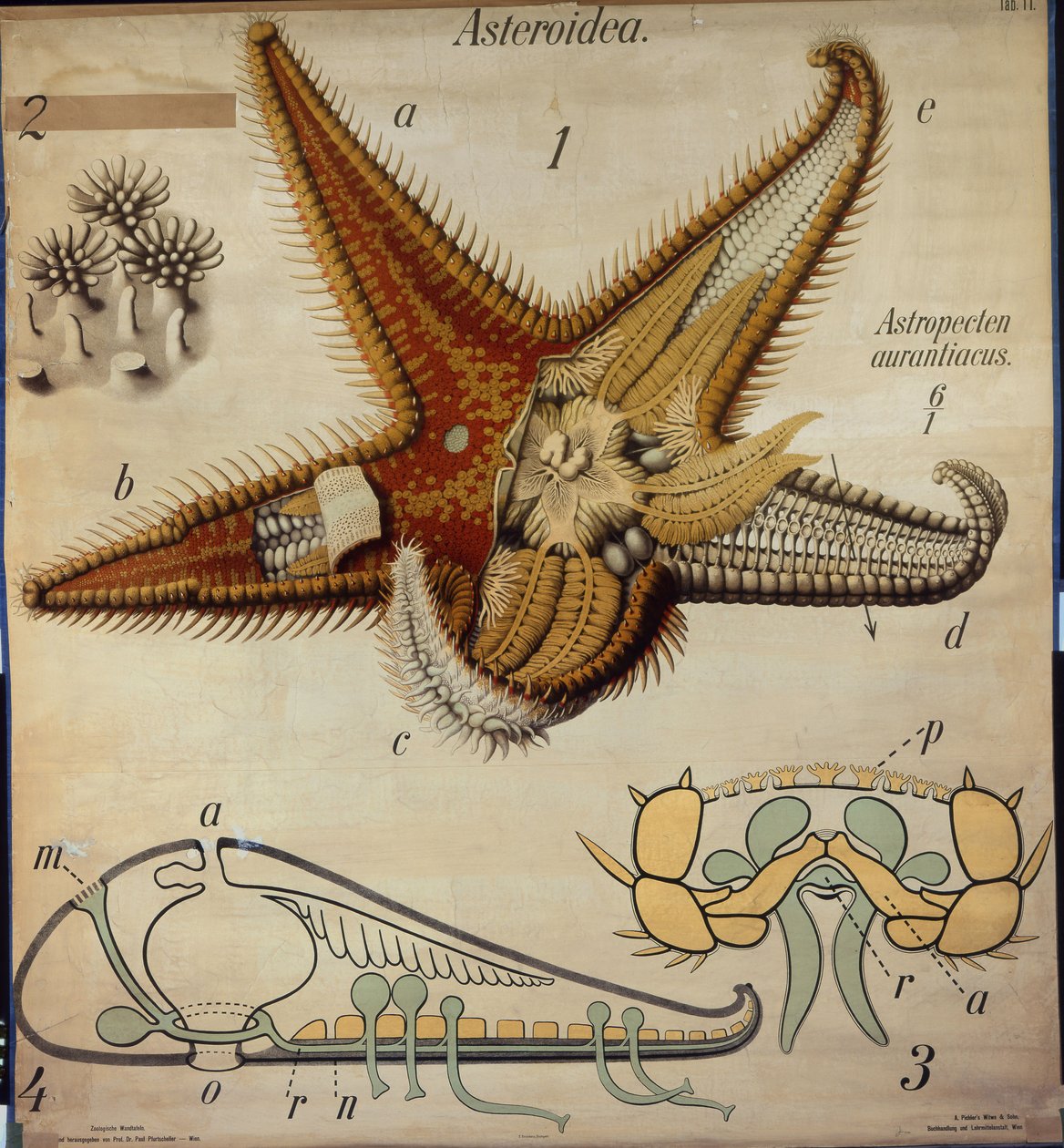 Astropecten, nr. 11, Pfurtschellers zoologiske vægkort af Paul Pfurtscheller