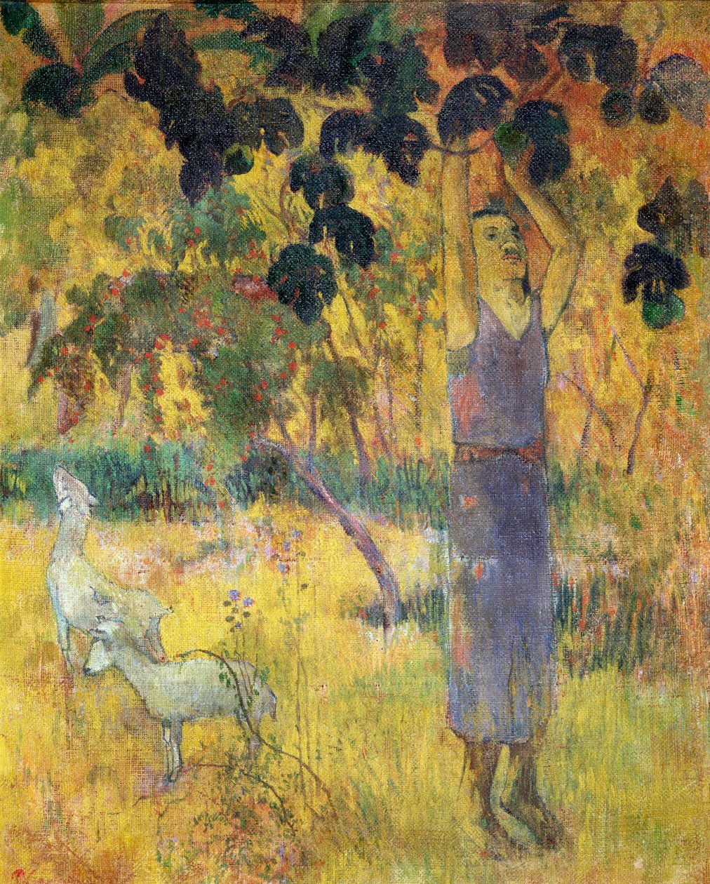 Mand plukker frugt fra et træ, 1897. af Paul Gauguin