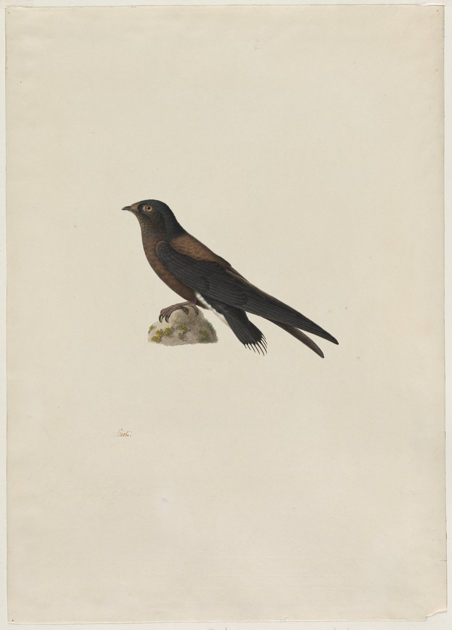 Nålehalet gyser (Hirundapus caudacutus) af Paul Huet