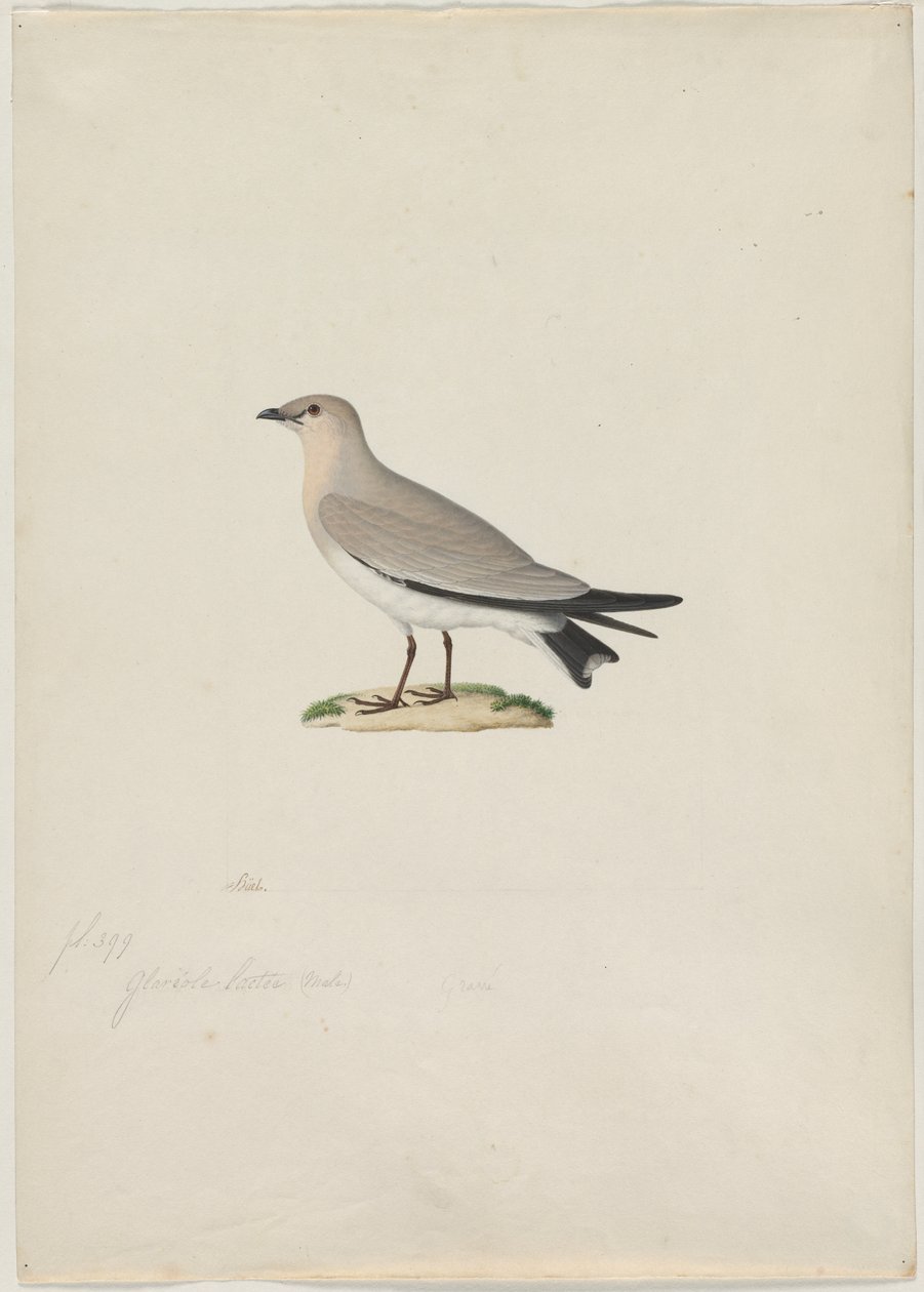 Lille Pratincole Glareola lactea, 1800-tallet. af Paul Huet
