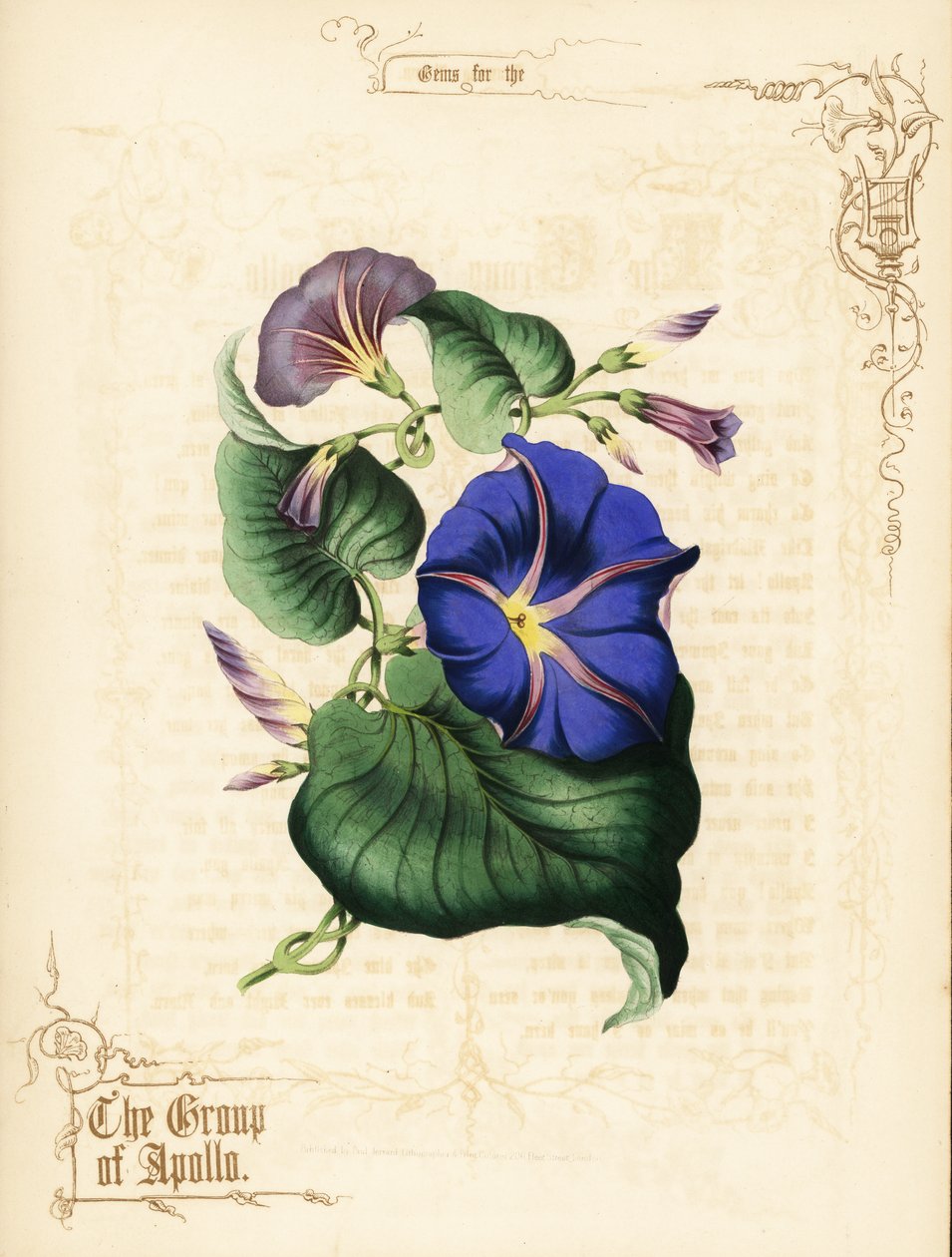 Morgen herlighedsblomster og løv. af Paul Jerrard