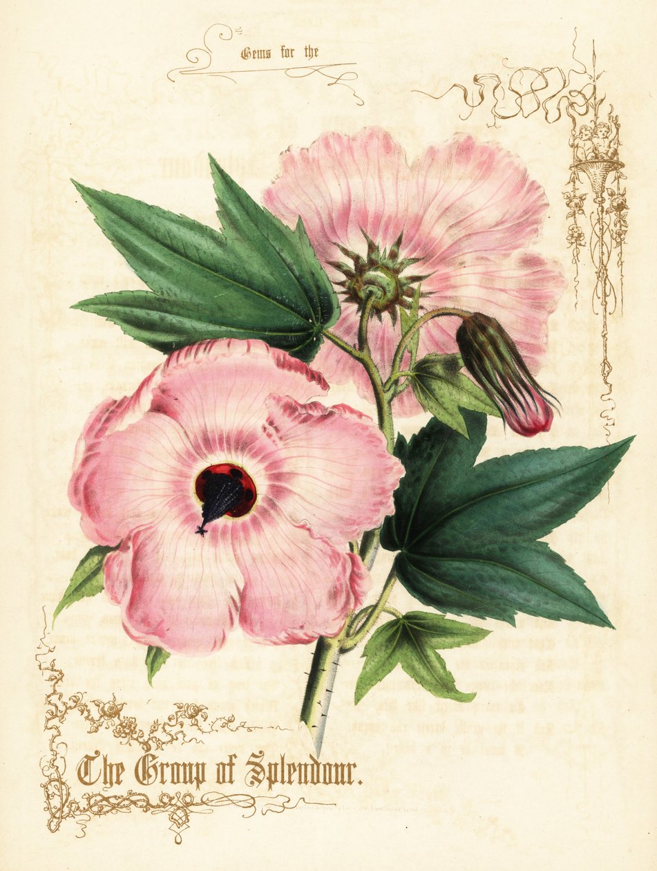 Pink hibiscus blomster og løv. af Paul Jerrard