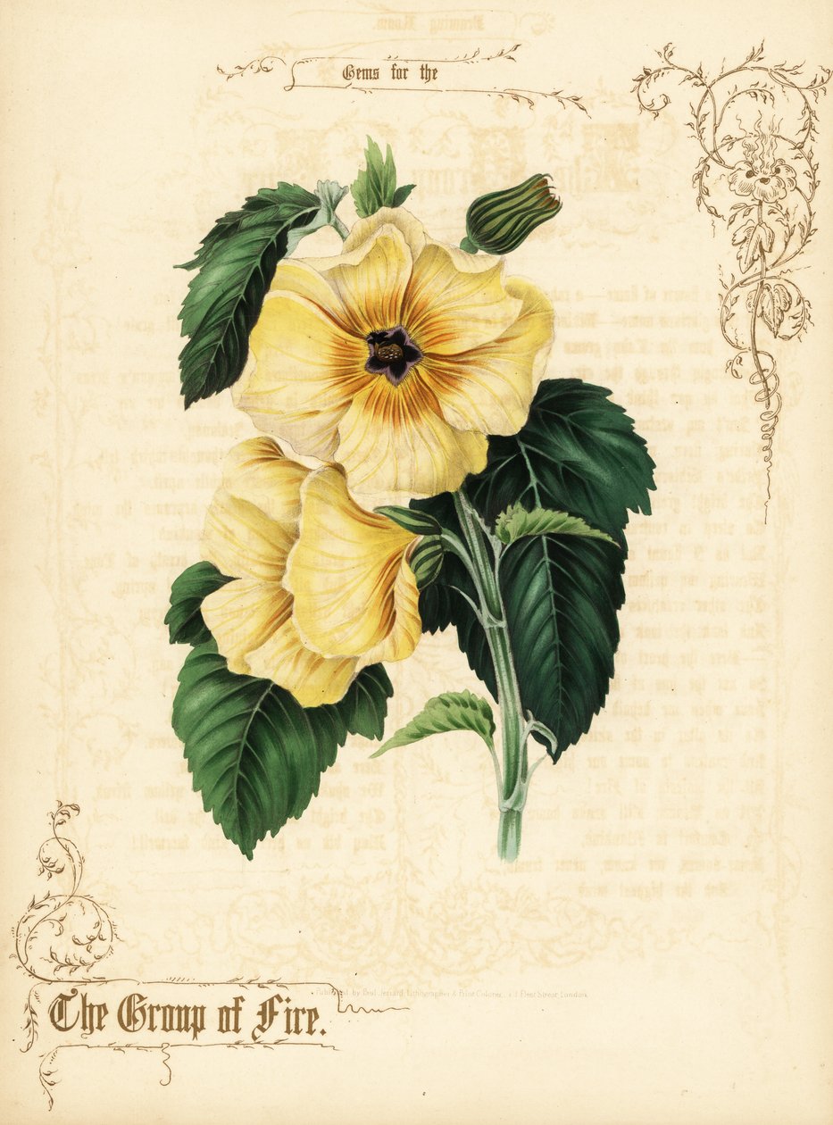 Gule hibiscus blomster og løv. af Paul Jerrard