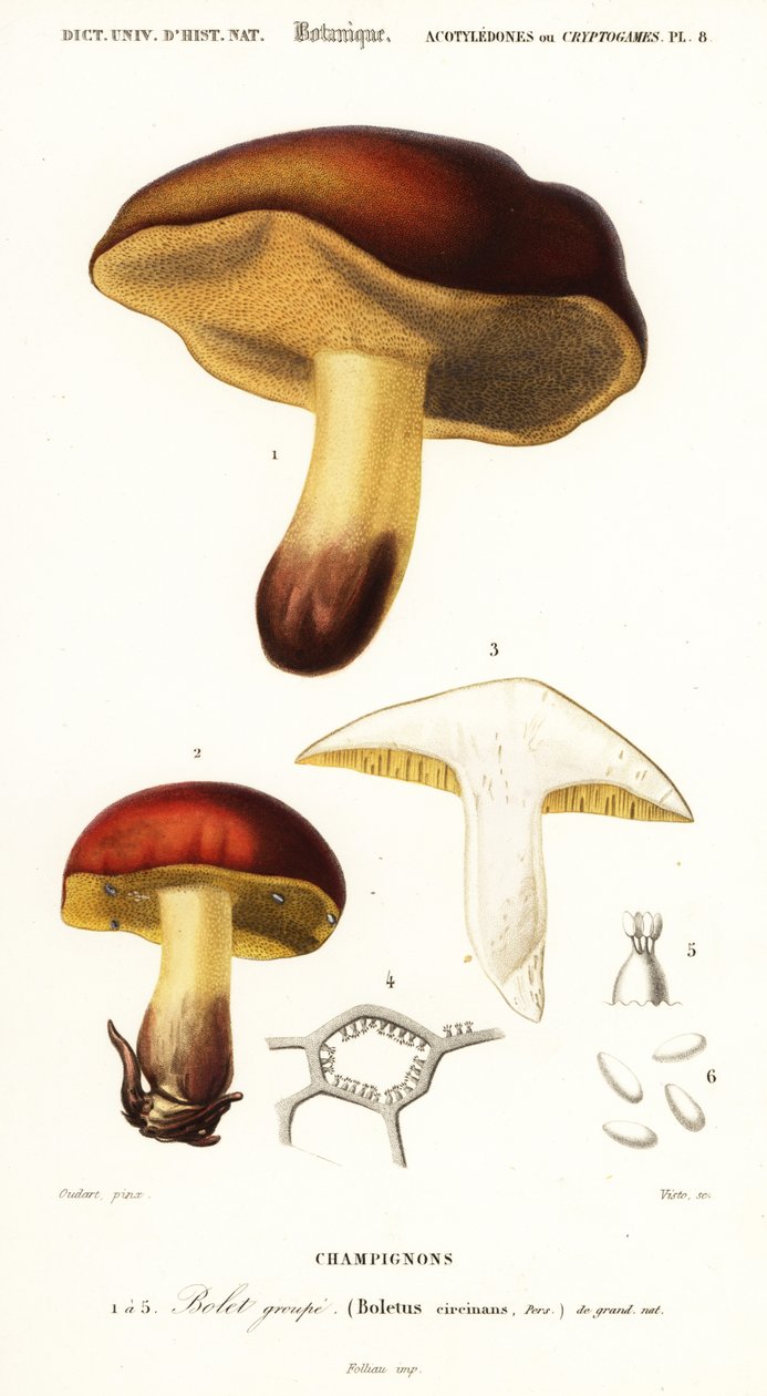 Boletsvamp, Boletus circinans., 1849 (gravering) af Paul Louis Oudart