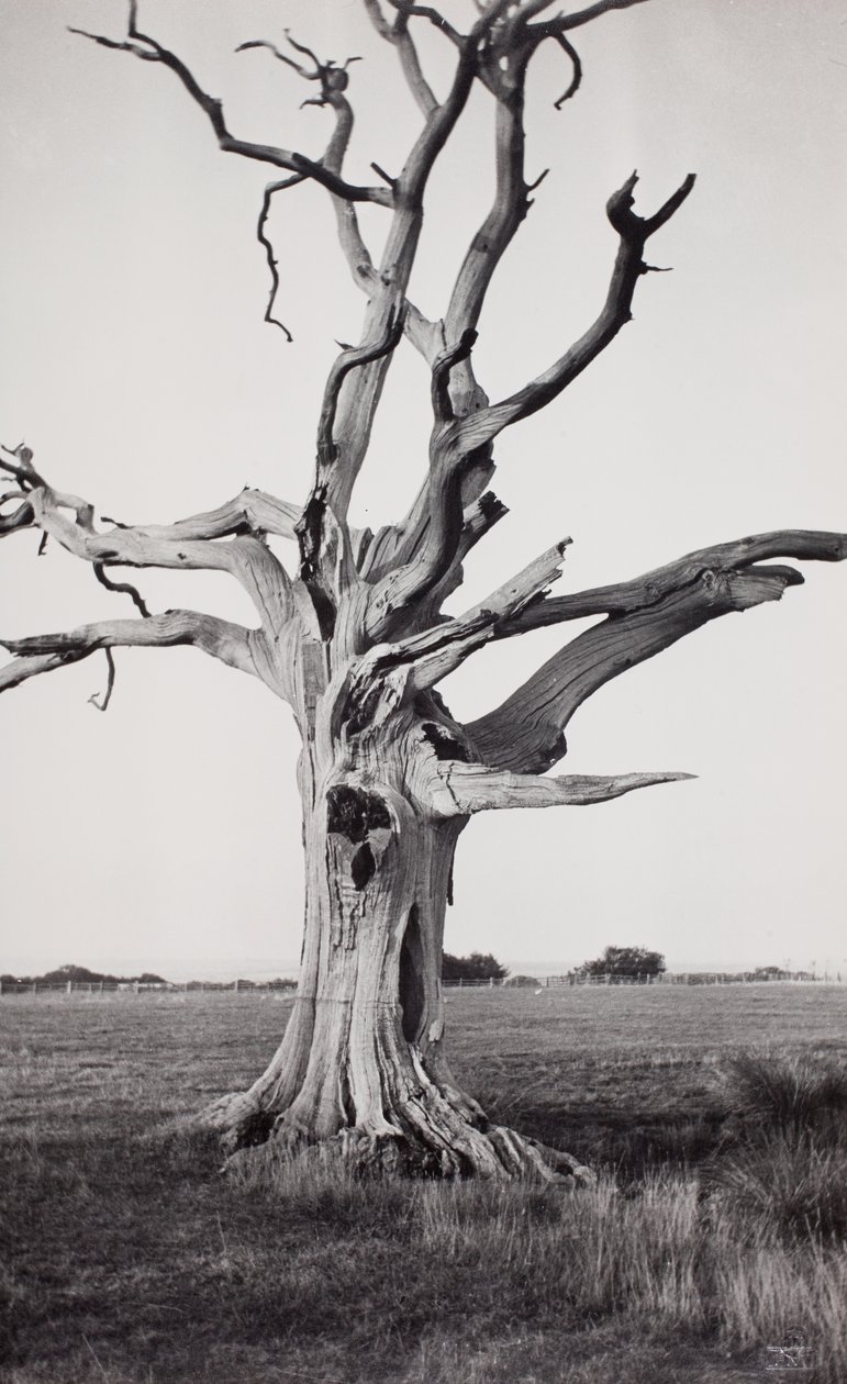 Dødt træ, Romney Marsh af Paul Nash