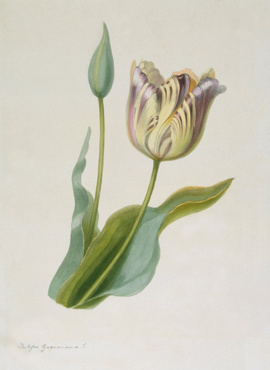 Tulipan, Tulipan, c1840-1880. af Pauline Girardin