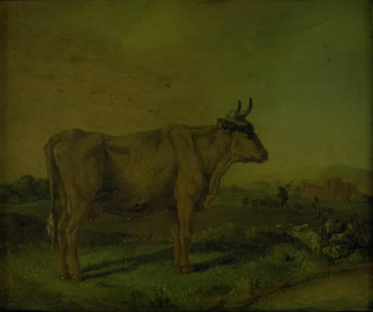 En ko af Paulus Potter