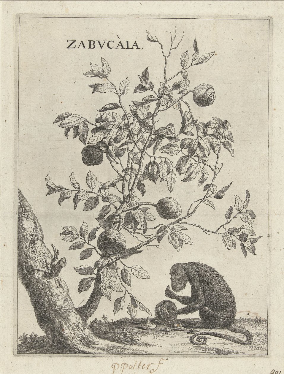 Zabucaiaboom en een aap Zabvcàia (titel på objekt) af Paulus Potter