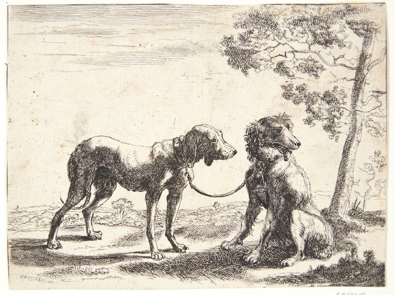 To hunde bundet sammen af Paulus van Hillegaert (II)