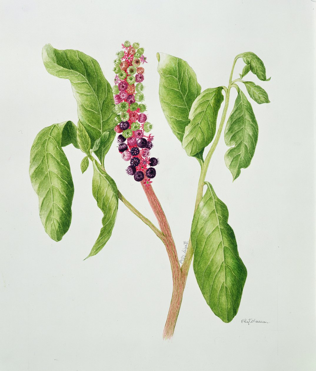 Phytolacca (akvarel) af Peggy Wyatt