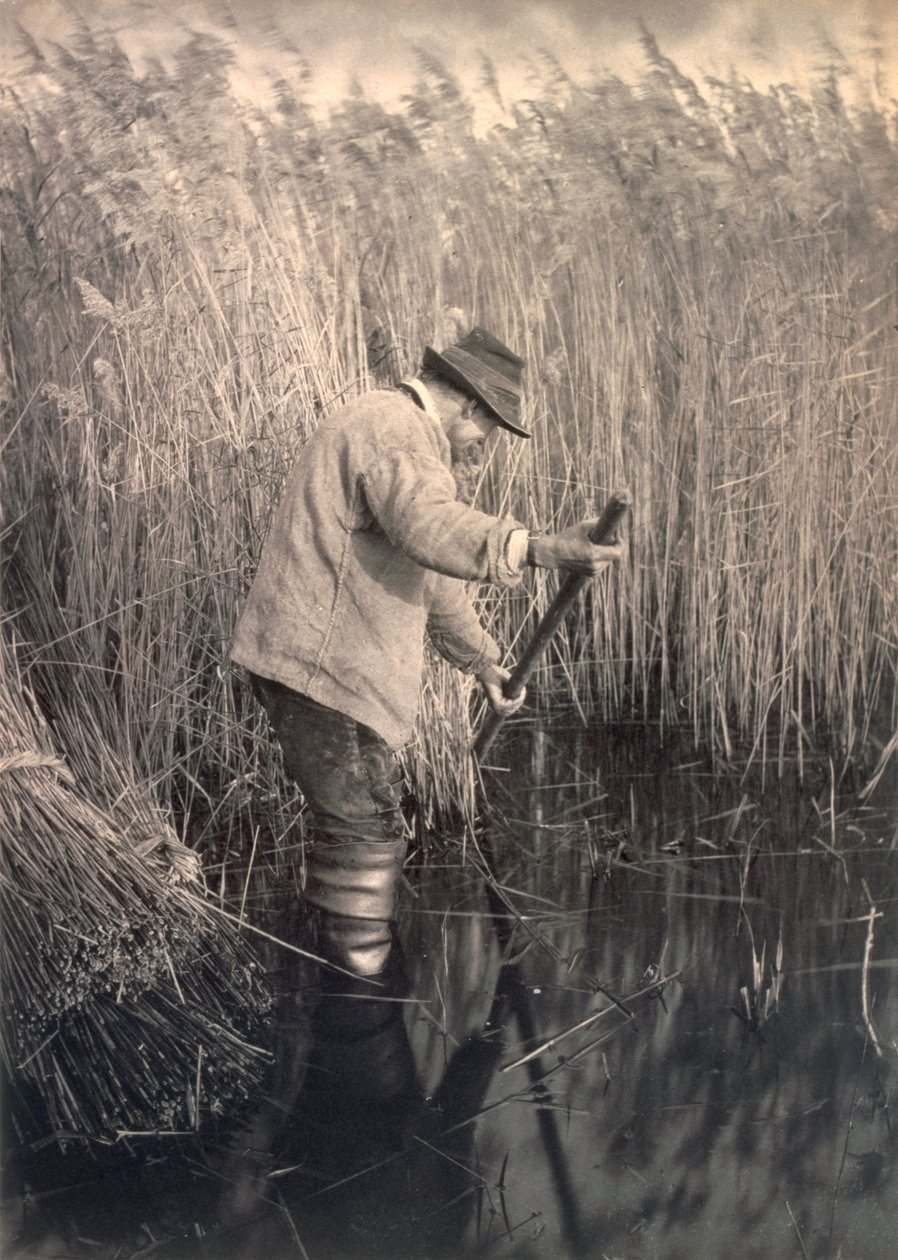En rørskærer på arbejde, liv og landskab på Norfolk Broads, ca. 1886 af Peter Emerson und Thomas Goodall