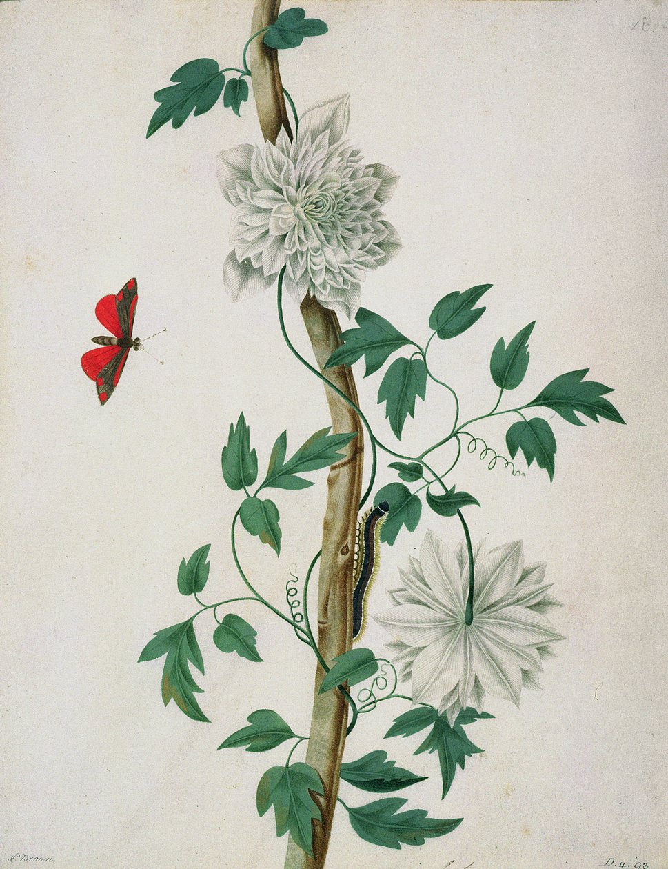 Blomsterstudier, 18. århundrede (akvarel) af Peter Brown