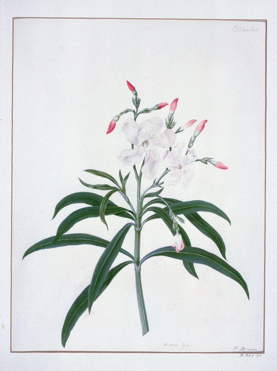 Blomsterstudier, 1700-tallet (akvarel) af Peter Brown