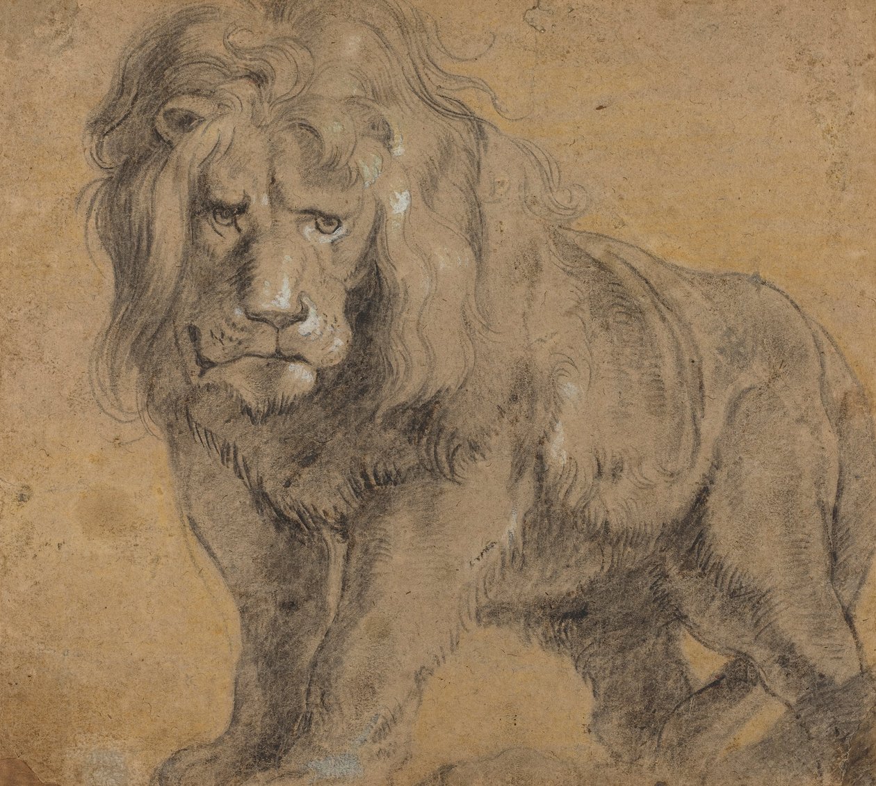 Løve af Peter Paul Rubens
