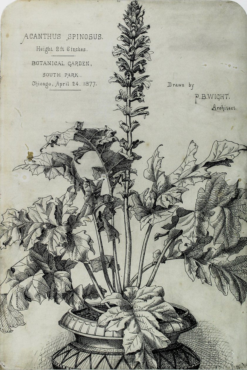 Acanthus Spinosus, Præsentationstegninger af Peter Bonnett Wight