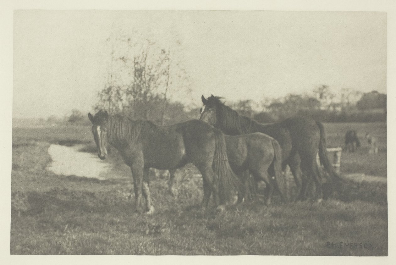 Høl på en Norfolk Marsh af Peter Henry Emerson