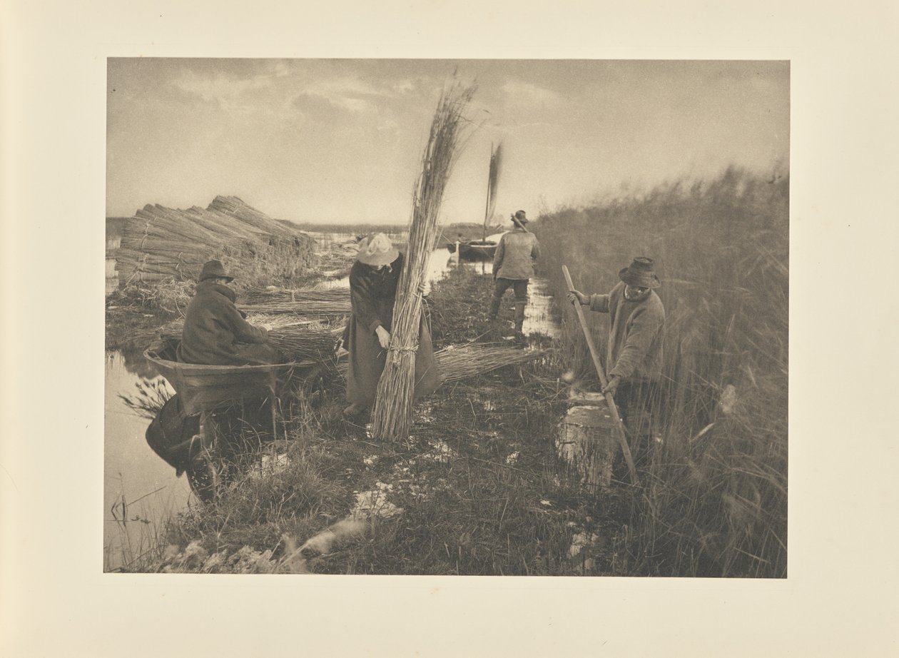 Under høsten af tagrør af Peter Henry Emerson