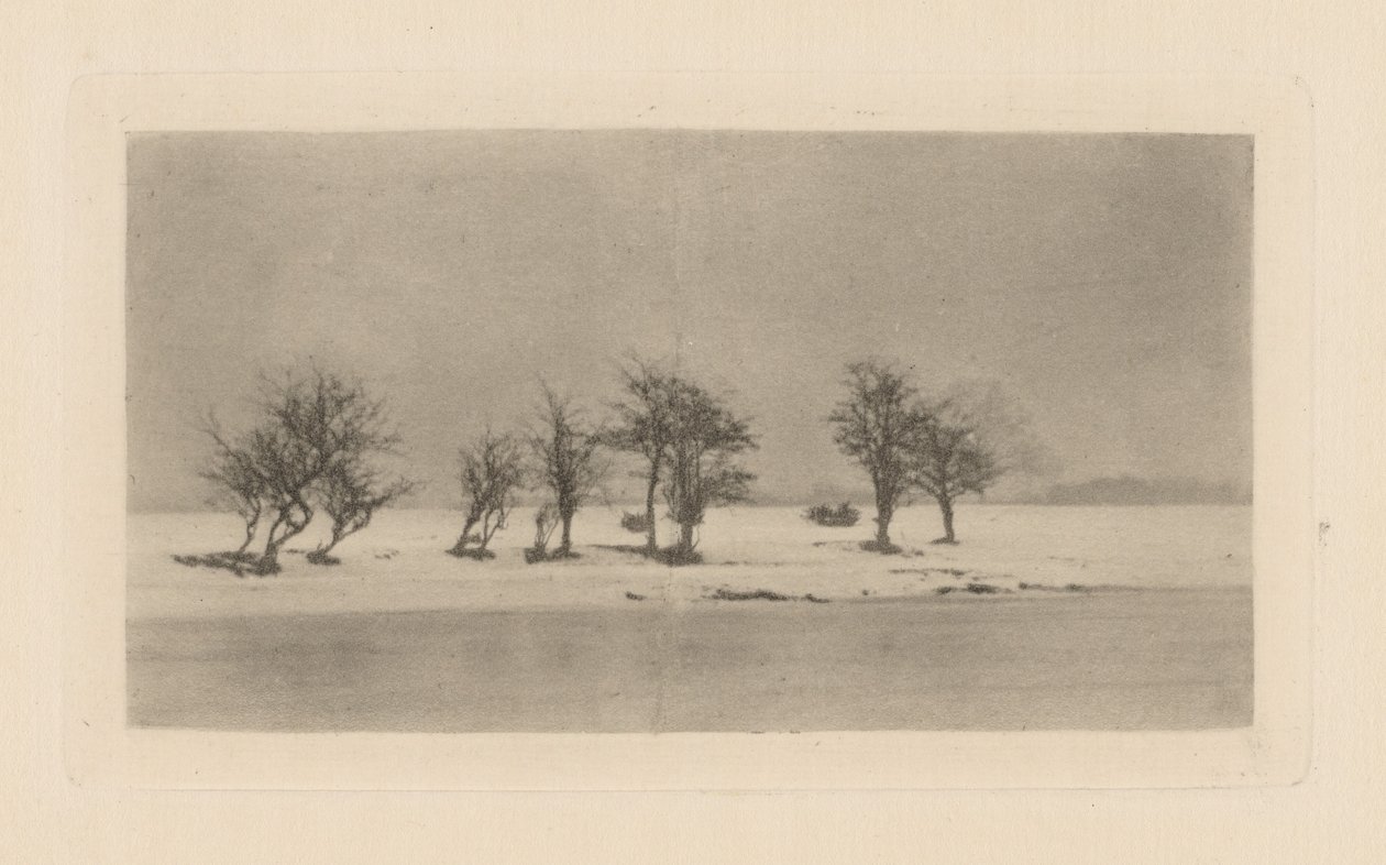 knudrede tornetræer af Peter Henry Emerson