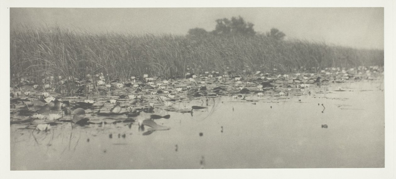 Vandliljer af Peter Henry Emerson