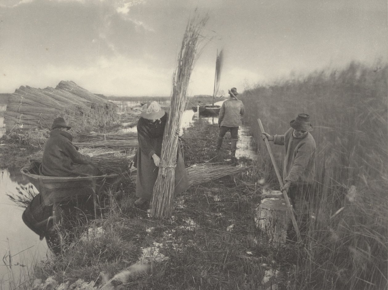 Under Rørhøsten af Peter Henry Emerson and T.F. Goodall