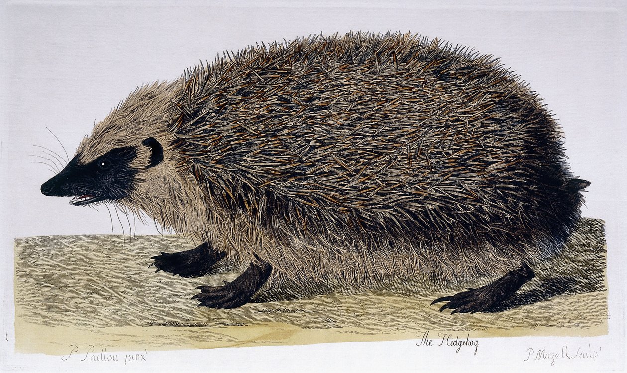 Pindsvinet, 1761-1766 af Peter Paillou