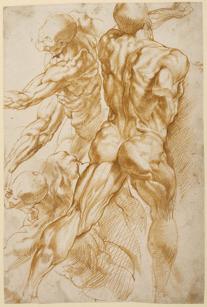 Anatomiske undersøgelser af Peter Paul Rubens