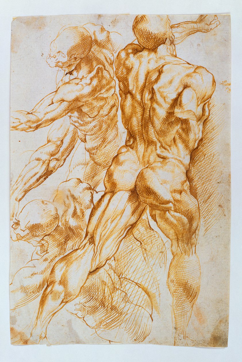 Anatomiske studier: Nøgenbilleder i kamp af Peter Paul Rubens