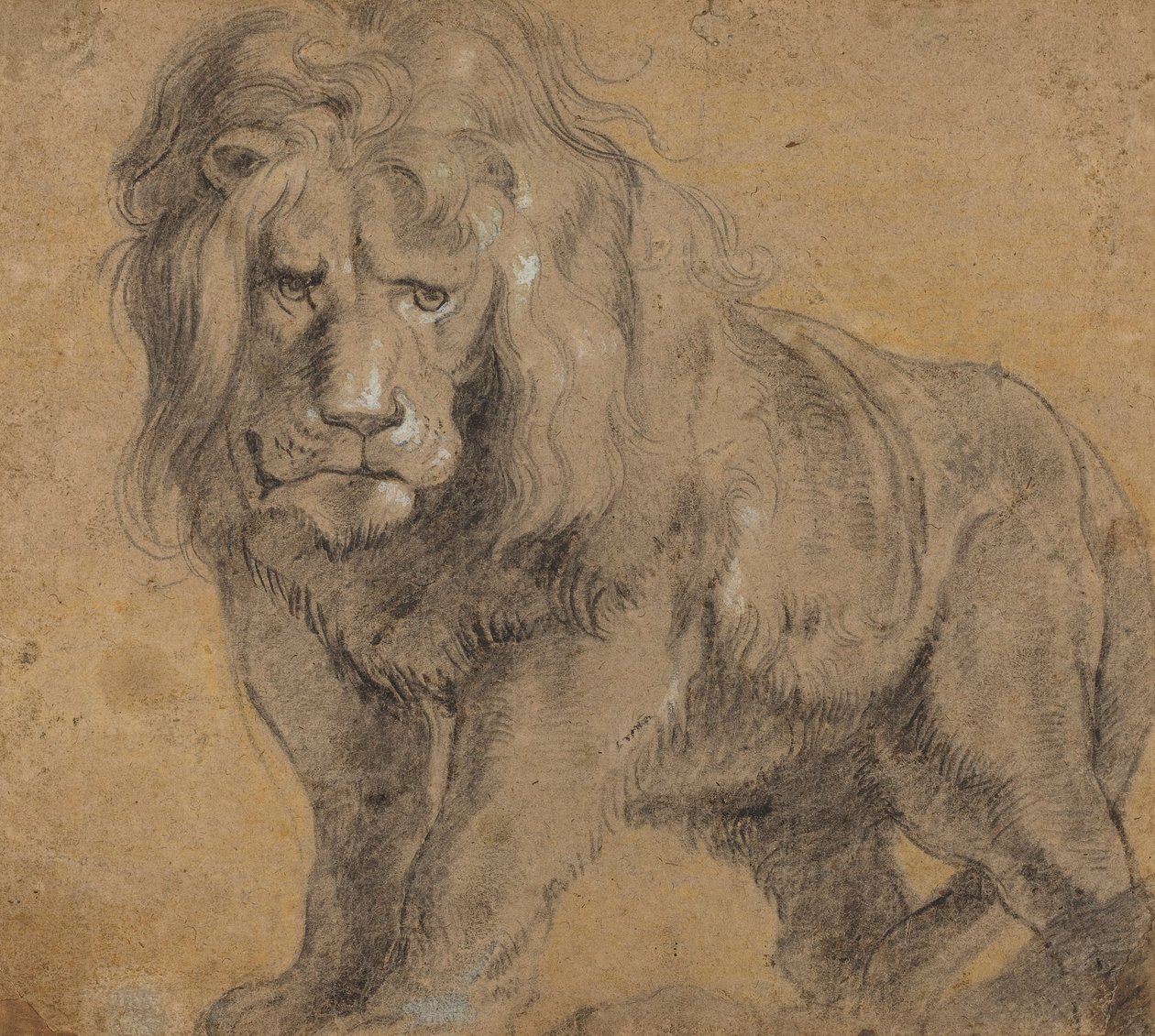 Løve, ca. 1612-13 (sort kridt på papir) af Peter Paul Rubens