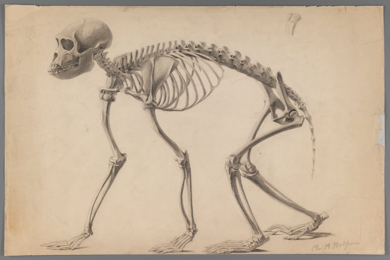 Skelet af en primat (grafit på papir) af Philip H. Wolfrom