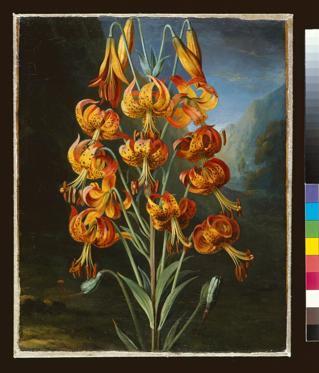 Lilium Superbum, malet for R. J. Thorntons 
