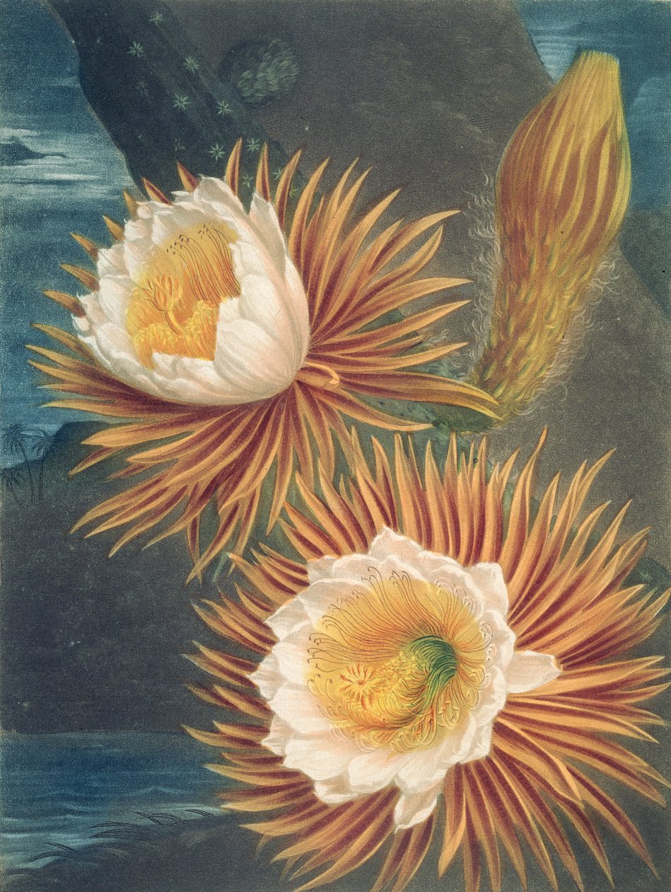 The Night-Blowing Cereus, fra The Temple of Flora af Robert Thornton, udgivet 1812 af Philip after Reinagle