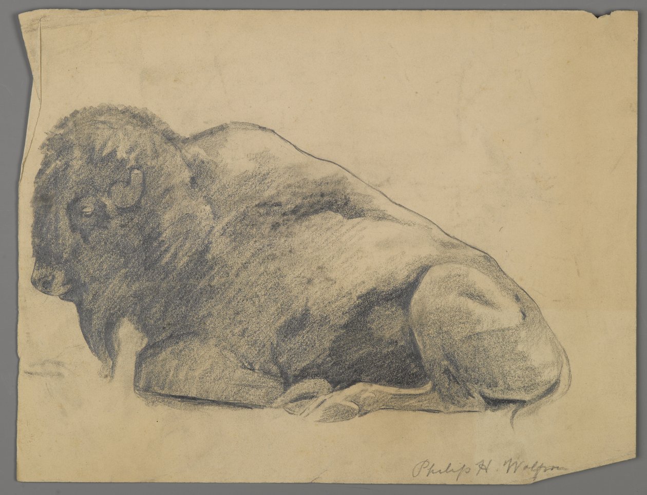 Bison (grafit på papir) af Philip H. Wolfrom