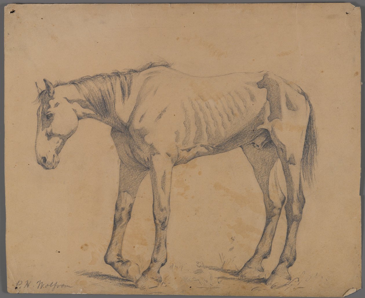 Hest (grafit på papir) af Philip H. Wolfrom