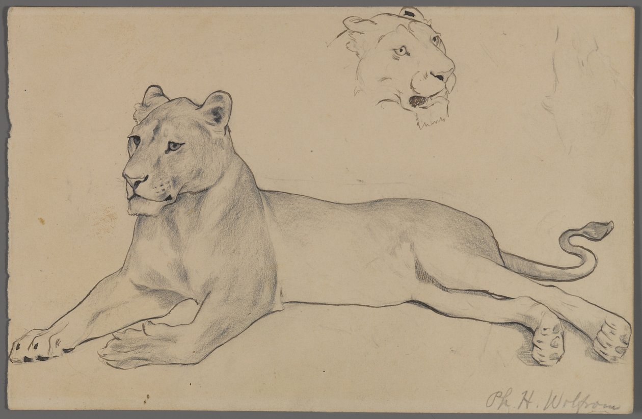 Siddende løvinde (grafit og blæk på papir) af Philip H. Wolfrom